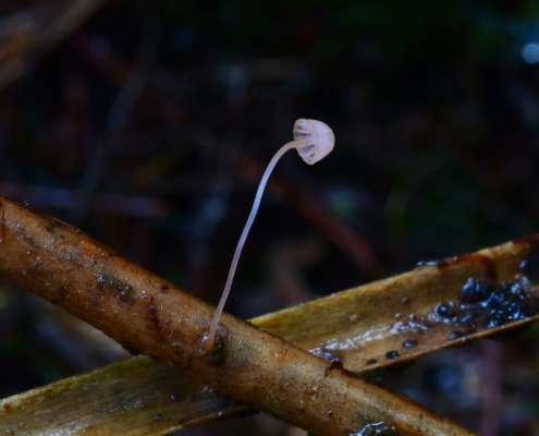 Mycena pterigena - Farn-Helmling