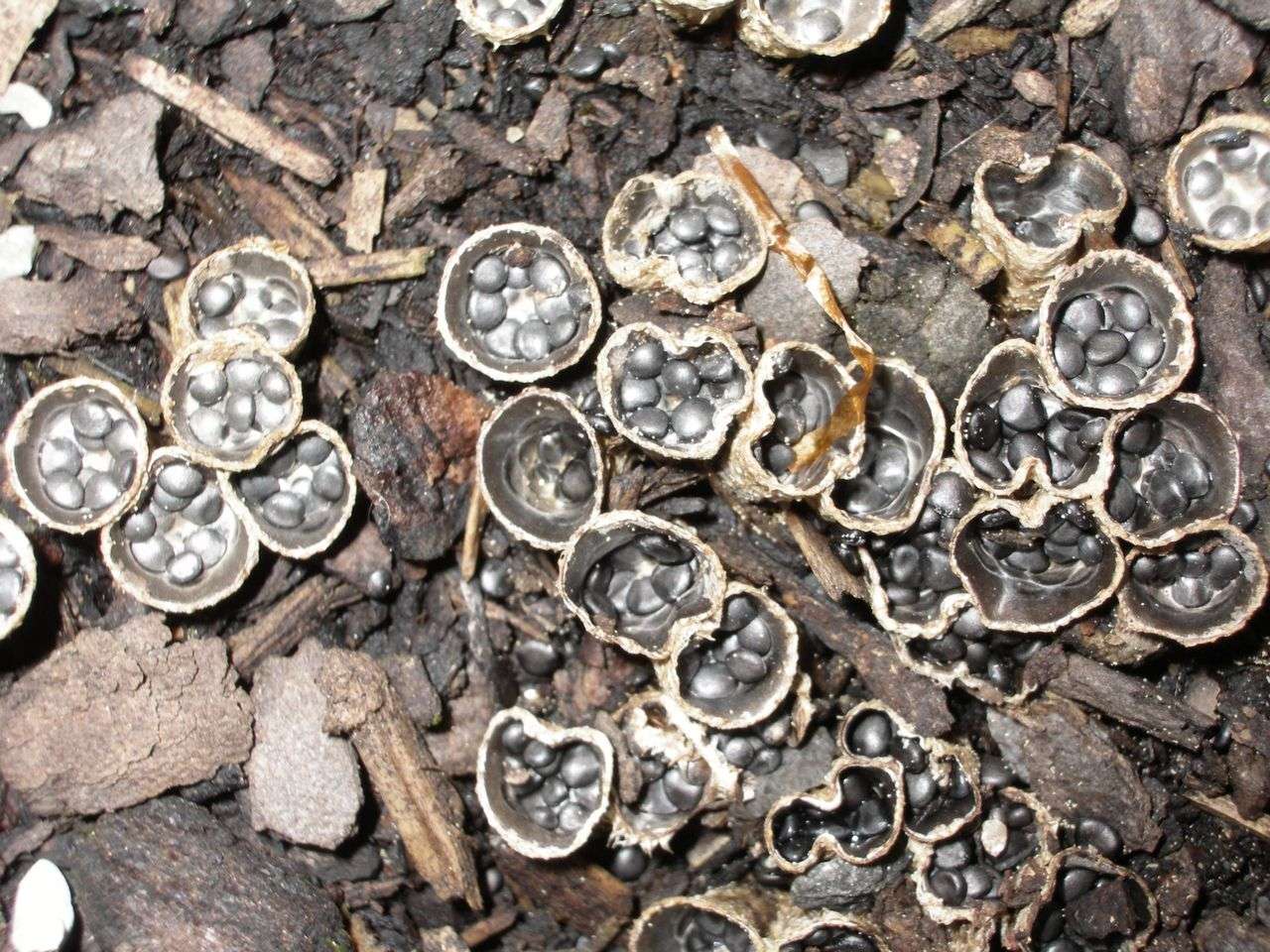 Cyathus stercoreus Dung-Teuerling  Pilzkundlicher Verein Vorarlberg